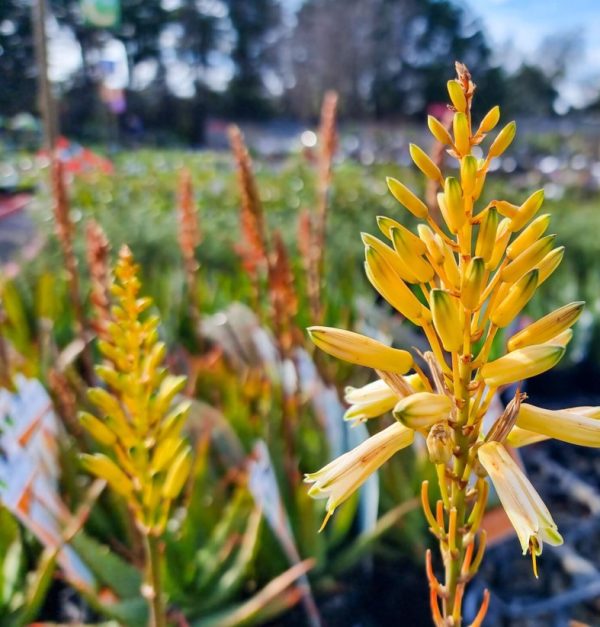 Aloe Bush Baby Yellow