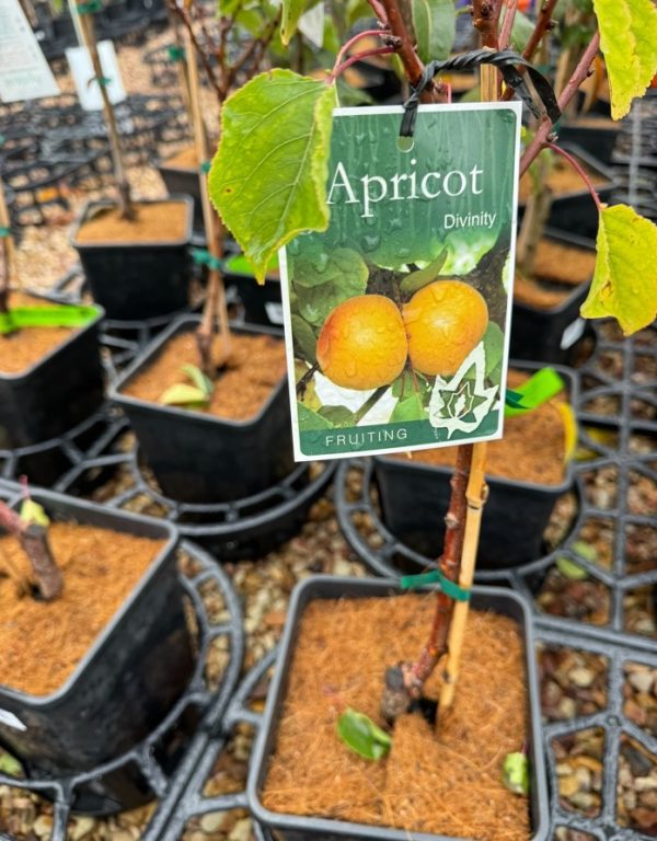 Apricot Tree