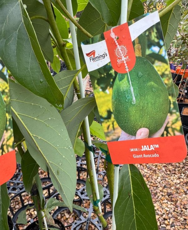 Avocado Tree for Sale