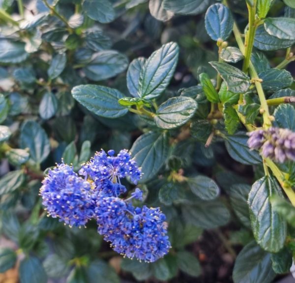 California Lilac Topiary Ball