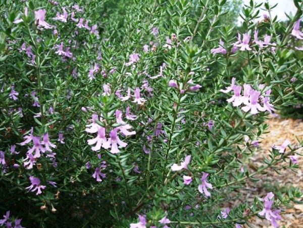 Coastal Rosemary Blue Gem