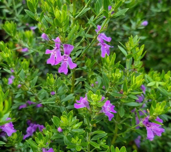 Coastal Rosemary Deep Purple