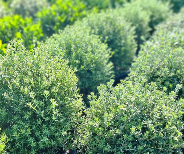 Coastal Rosemary Topiary Ball