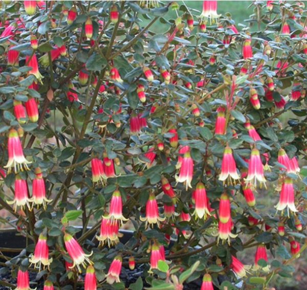 Correa reflexa Bloomin Early