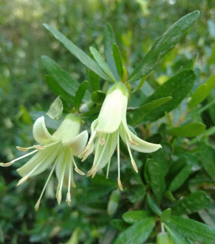 Rock Correa Glabra Green