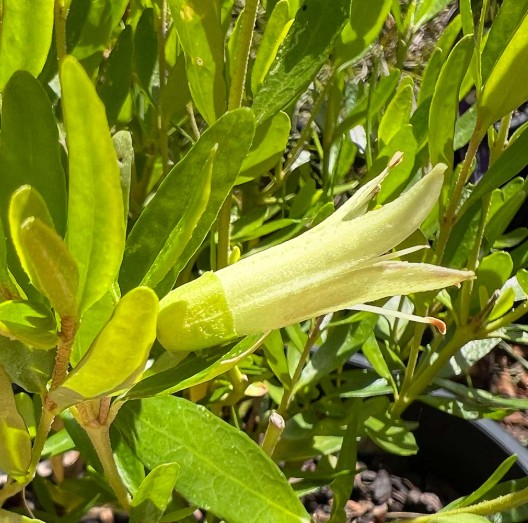 Rock Correa Glabra Yellow