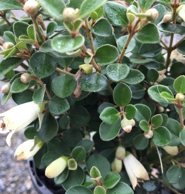 Correa hybrida Moon Chimes