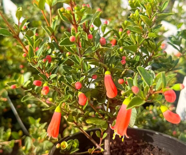 Correa Orange Glow