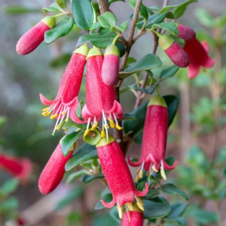 Correa hybrida Red Perfect Pollinator