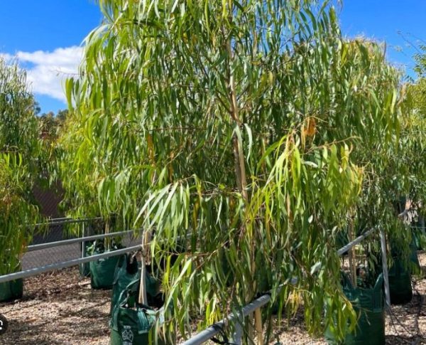 Corymbia Baby Citro Lemon Scented Gum Dwarf