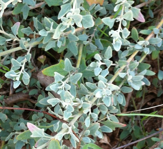 Creeping-Saltbush Creeping Saltbush