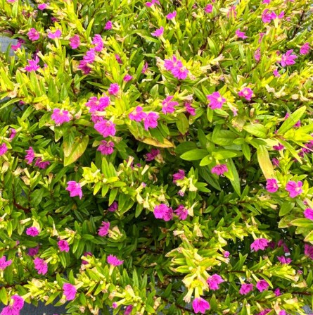 Cuphea Golden Ruby