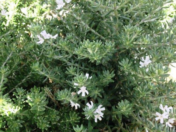 Coastal Rosemary Dwarf Zena