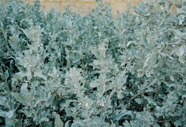 Rhagodia Saltbush Grey Edge