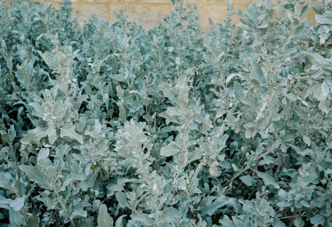 Fragrant-Saltbush-Grey-Edge-Rhagodia Rhagodia Saltbush Grey Edge