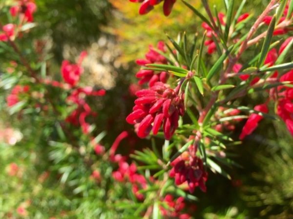 Grevillea Clearview David