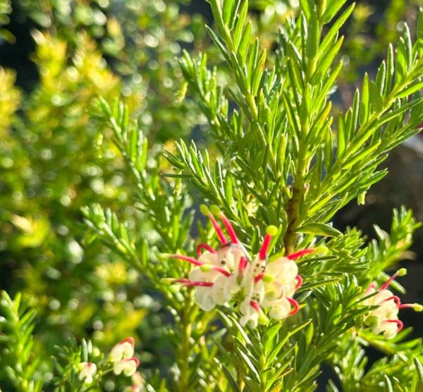 Grevillea Hills Jubilee