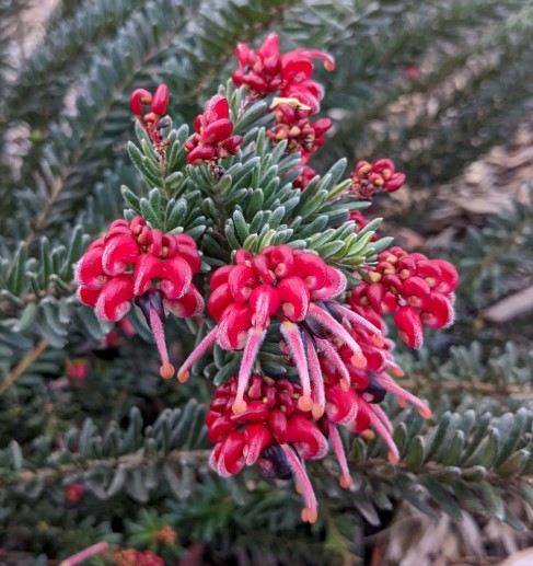 Grevillea Groundcover Hot L:ava