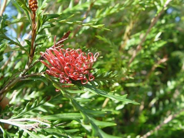 Grevillea Ivanhoe