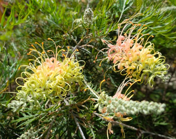 Grevillea Lemon Baby