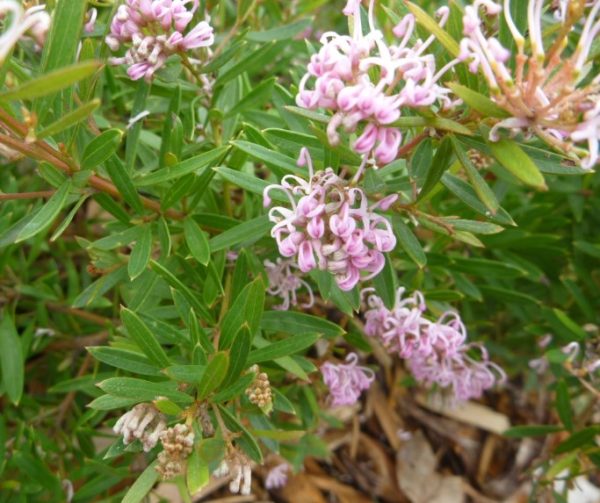 Grevillea Pink Midget