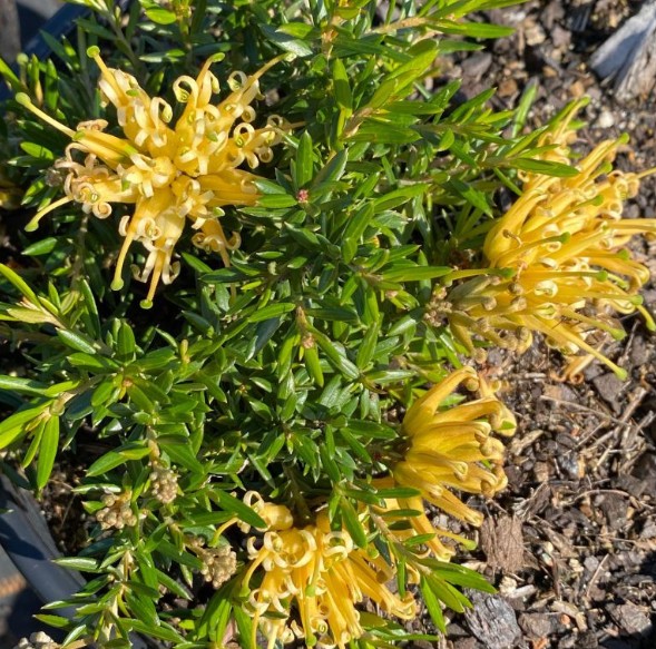 Grevillea Groundcover Prostrate Gold