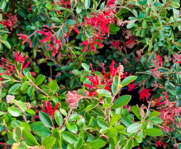 Grevillea Ruby Jewel