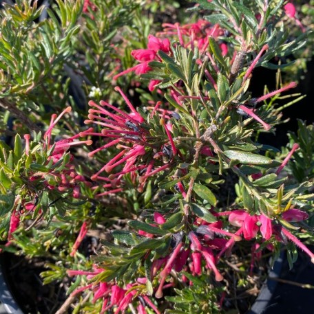 Dwarf Grevillea Tuckers Dwarf