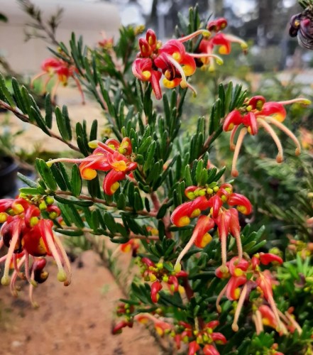 Grevillea Winter Flame