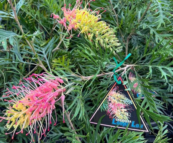 Grevillea Loopy Lou