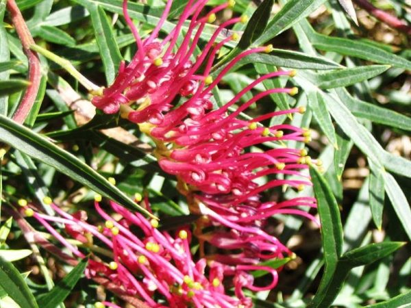Grevillea Groundcover Bronze Rambler