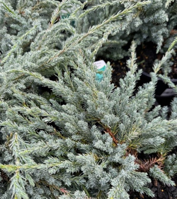 Groundcover Conifer Blue Carpet