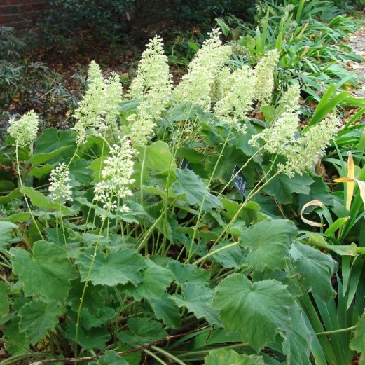 Heuchera Autumn Bride
