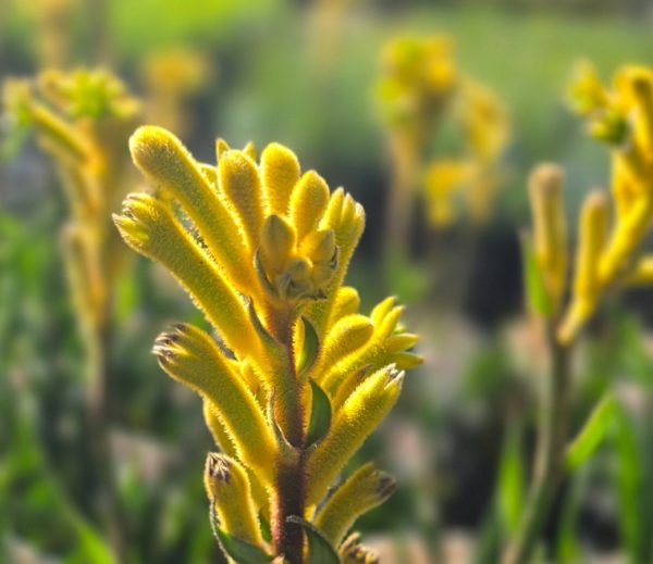 Kangaroo Paw Bush Bonanza