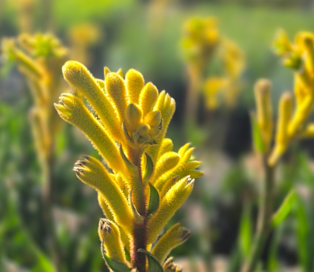 Kangaroo-Paw-Bush-Bonanza Kangaroo Paw Bush Bonanza
