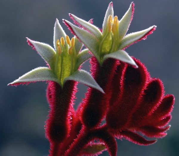 Kangaroo Paw Bush Fury