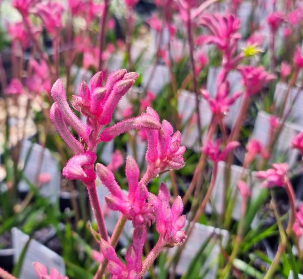 Kangaroo Paw Bush Pearl