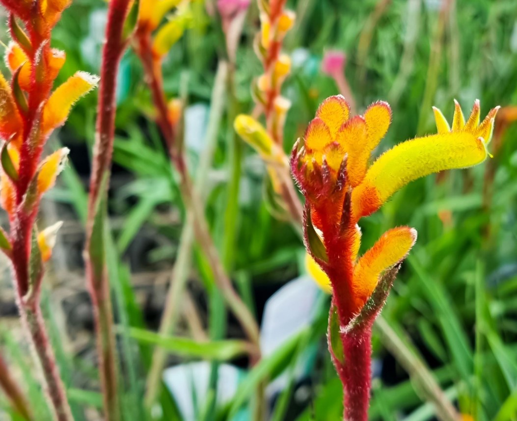 Kangaroo-Paw-Bush-Tenacity Kangaroo Paw Bush Tenacity
