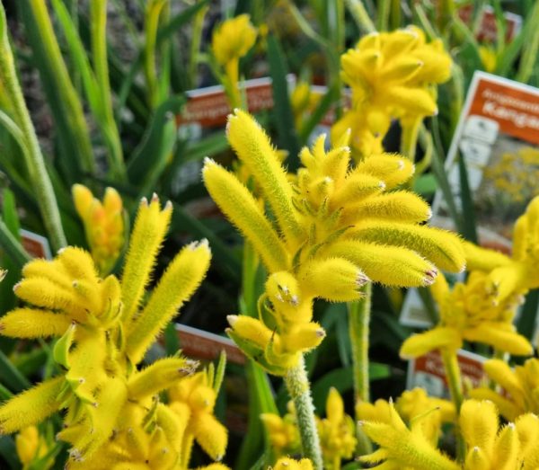 Kangaroo Paw Bush Zest