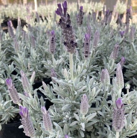 Lavender Silverado