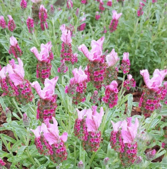 Lavender Viva Pink
