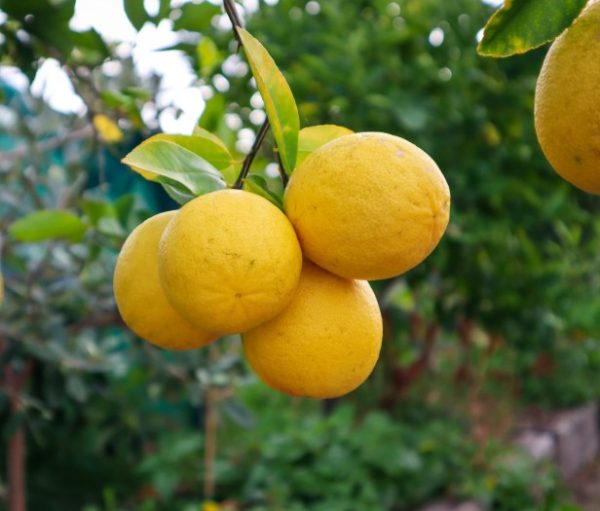 Lemon Tree Lemonade
