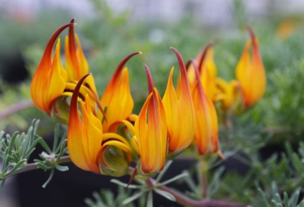 Lobster-Claw-Lotus-berthelotii