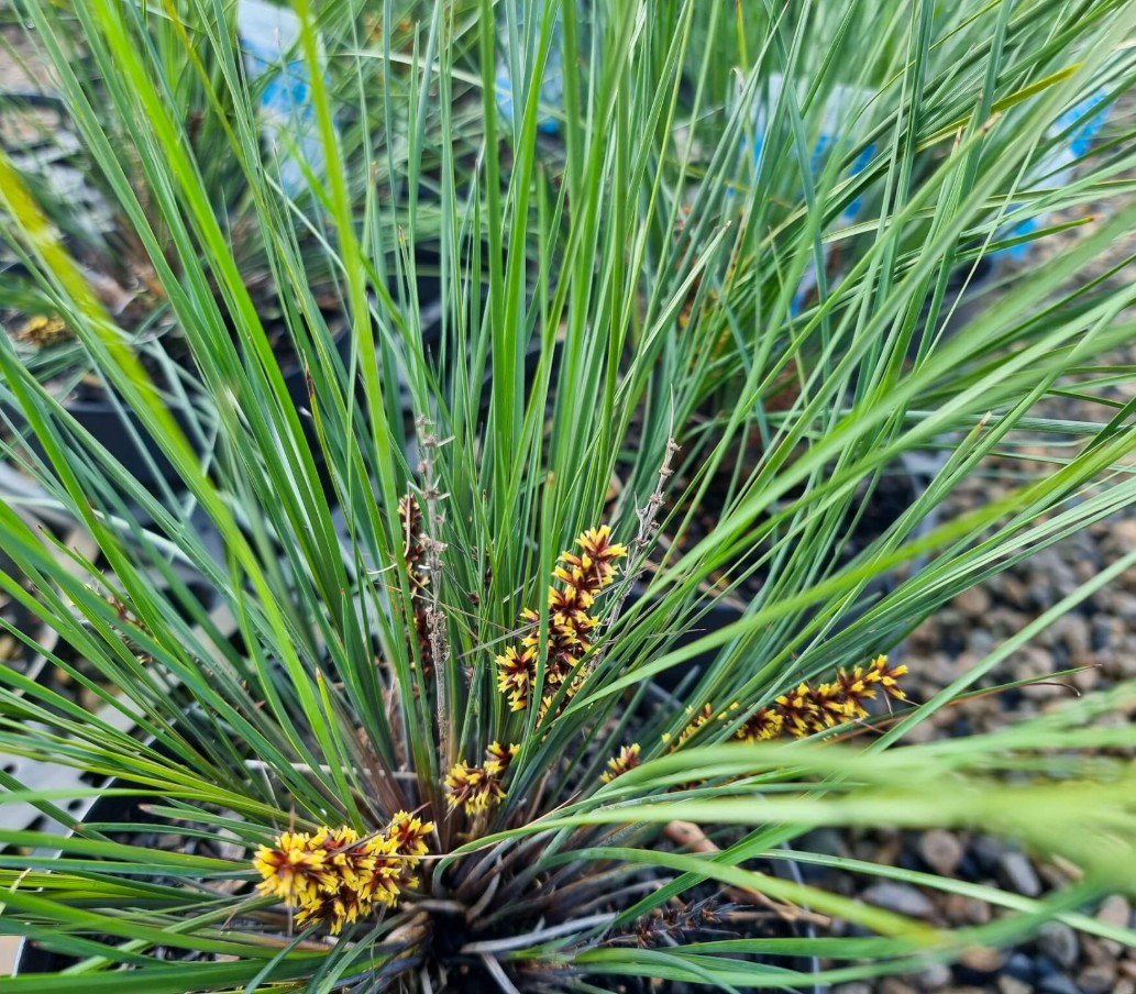 Lomandra-Blooming-Blue Lomandra Blooming Blue
