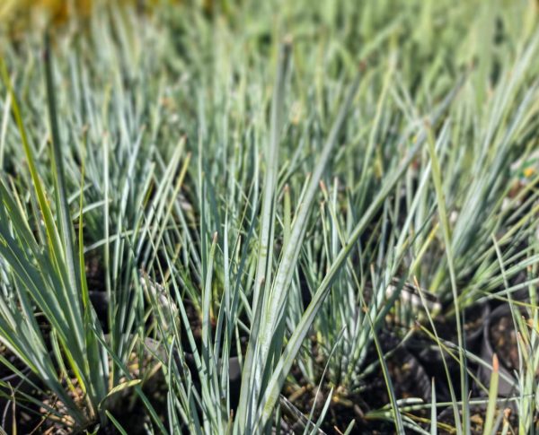 Lomandra Grey Filly