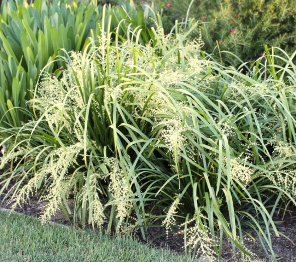 Lomandra Tropic Cascade