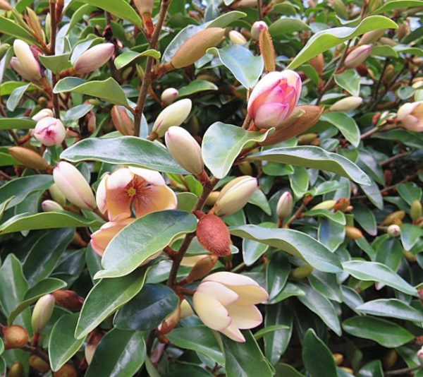 Dwarf Magnolia Fairy Petite Peach