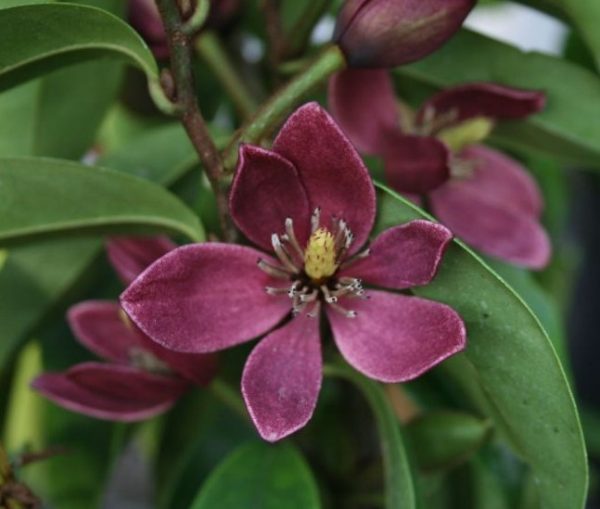 Magnolia figo Stellar Ruby