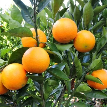Orange Tree Washington Navel