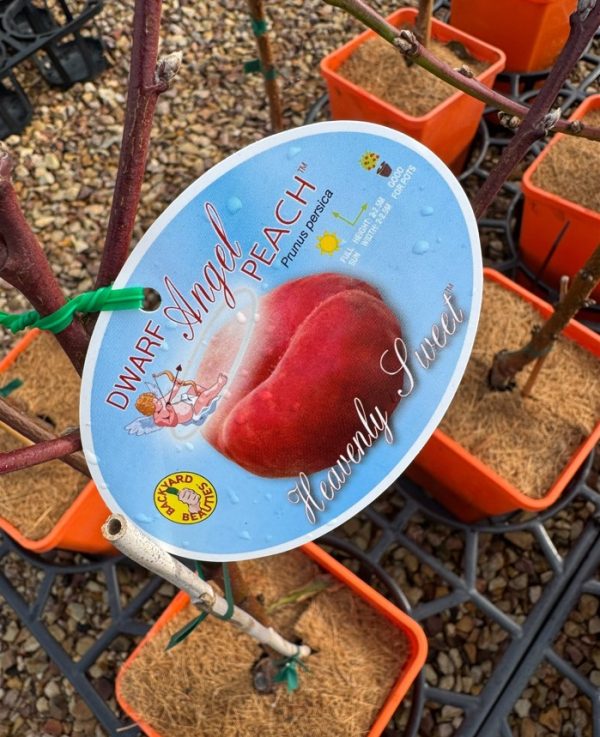 Dwarf Peach Tree Angel